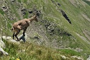 41 A precipizio sui pascoli della Val Carisole